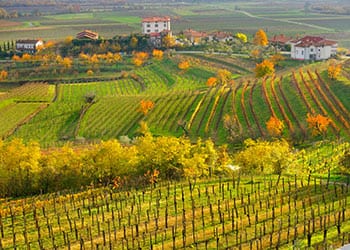 Vinmarker i Friuli-Venezia Giulia
