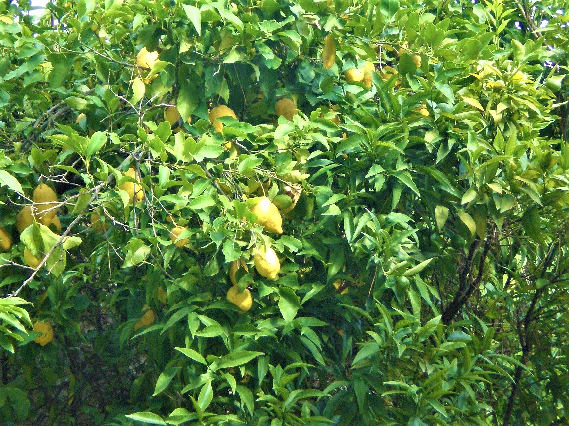 Citroner fra Ravello