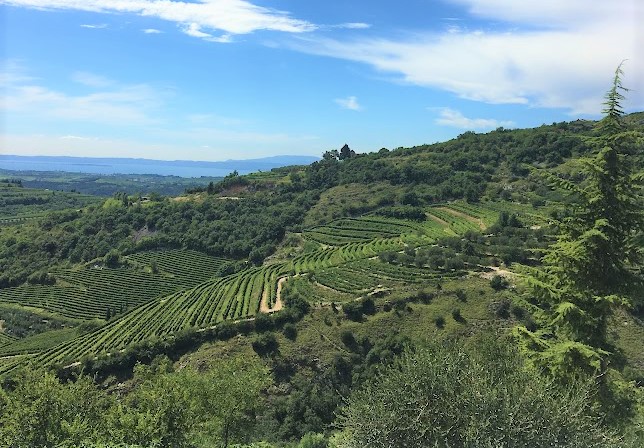 Bardolino vin